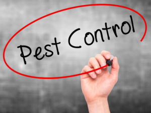 bed bug control